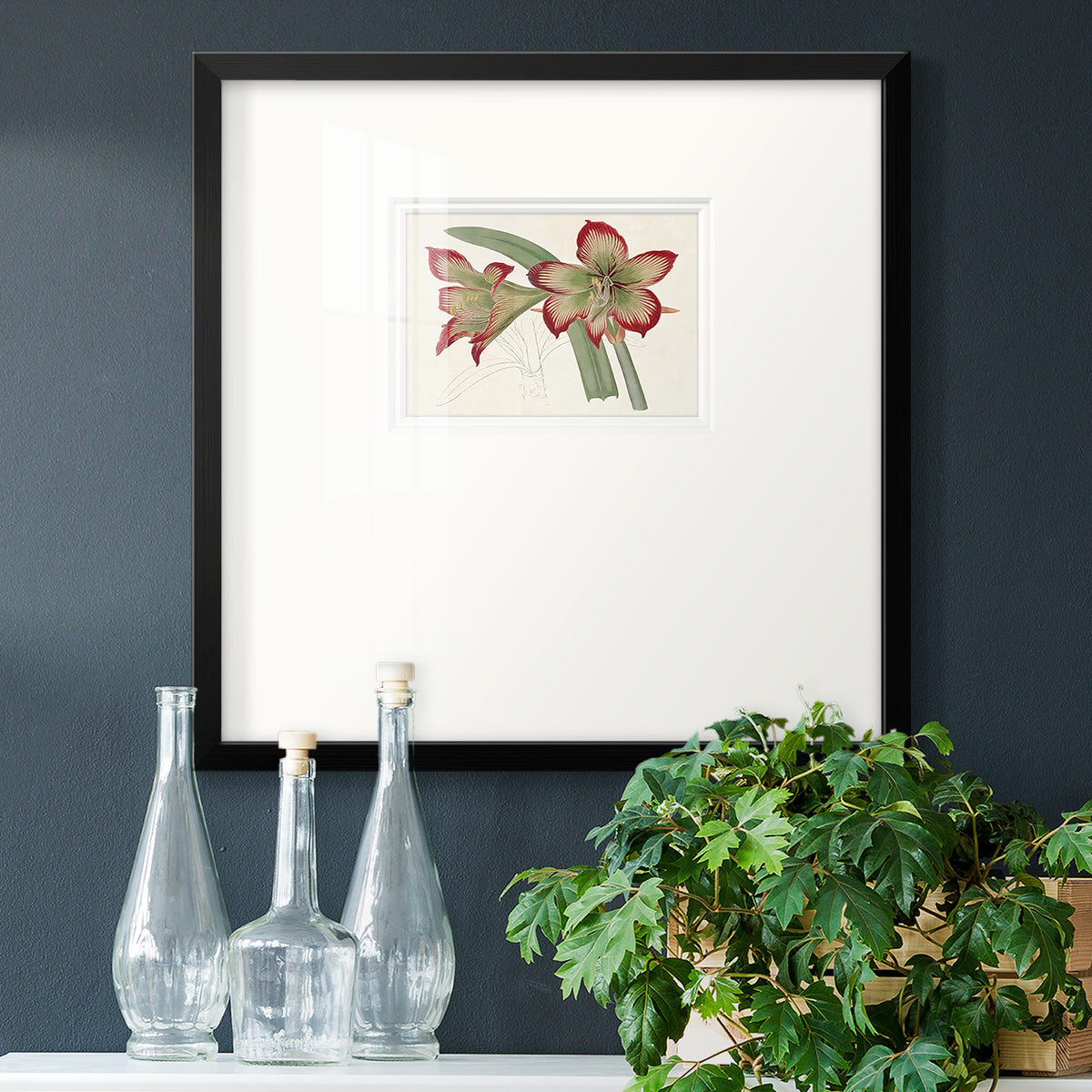 Amaryllis Varietals IV Premium Framed Print Double Matboard