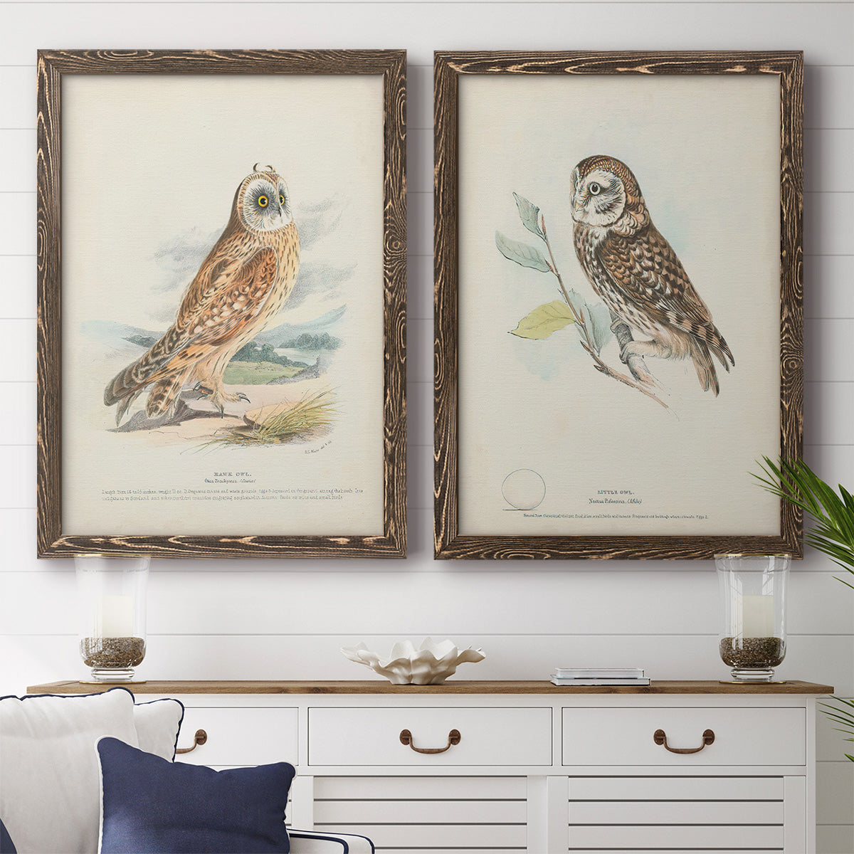 Hawk Owl - Premium Framed Canvas 2 Piece Set - Ready to Hang