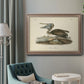 Audubons Brown Pelican - Ornate Framed Canvas Print