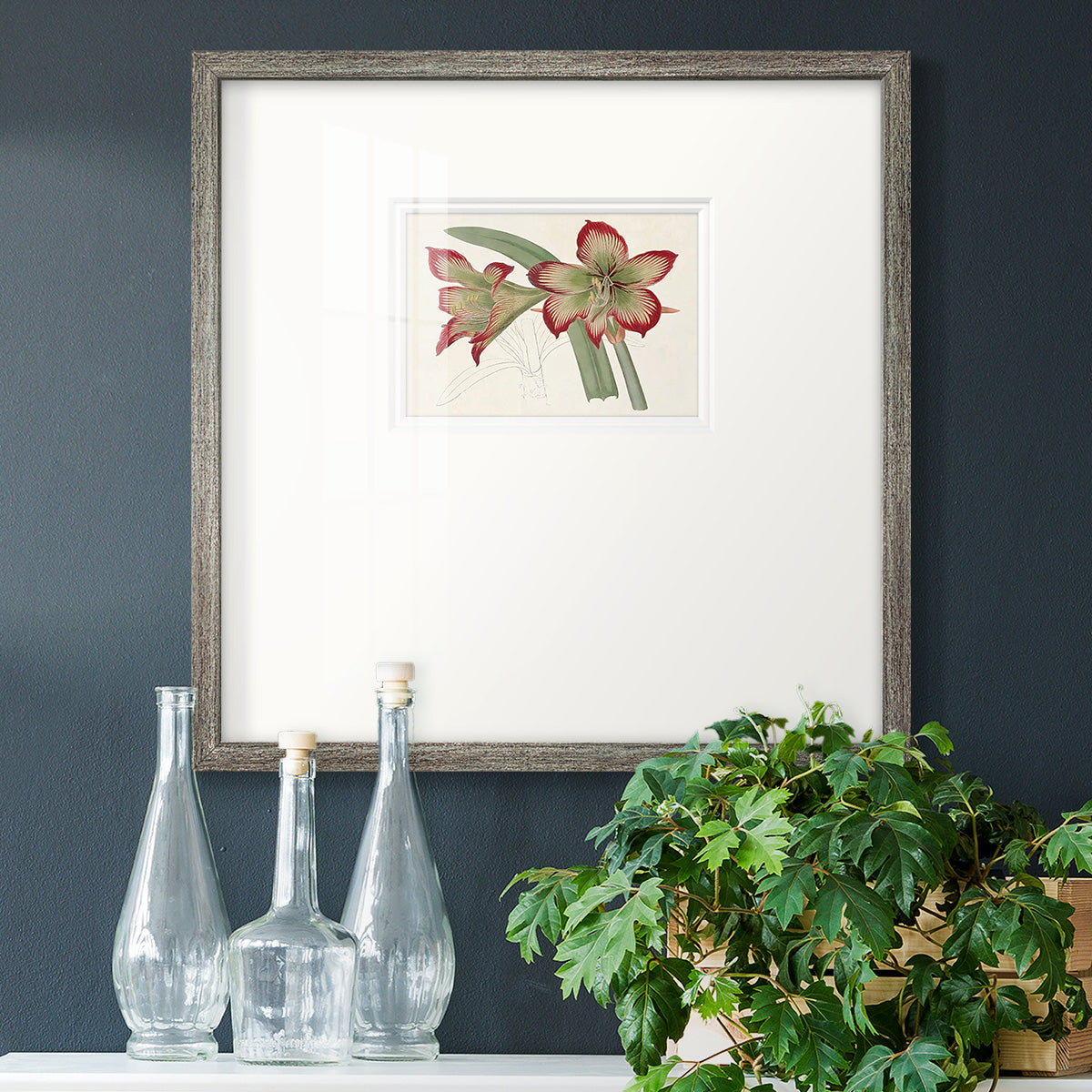 Amaryllis Varietals IV Premium Framed Print Double Matboard