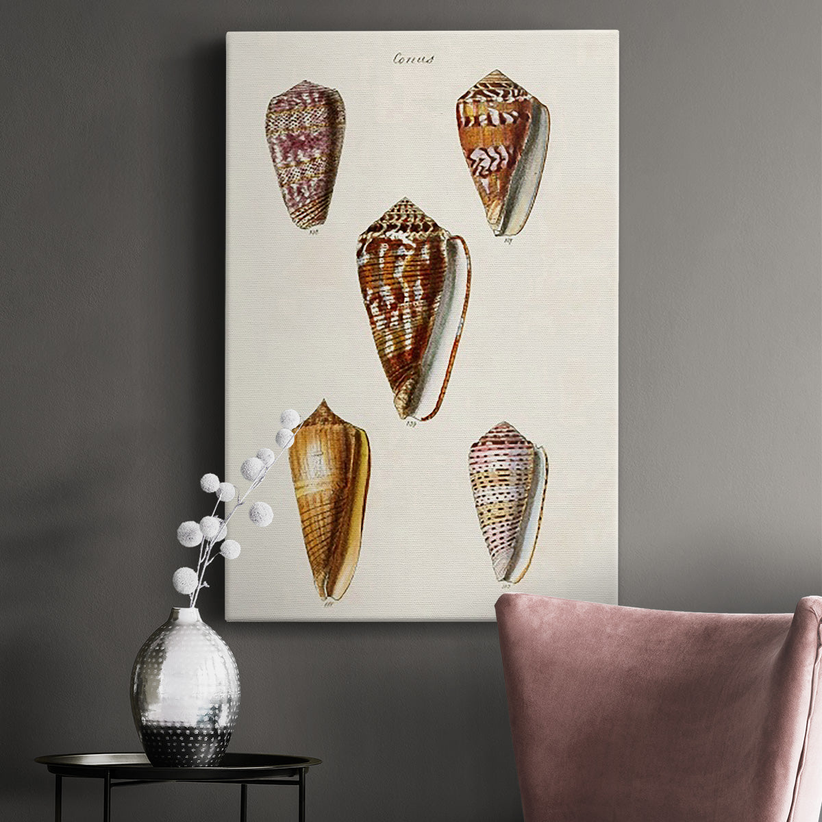 Cone Shell Collection VI Premium Gallery Wrapped Canvas - Ready to Hang