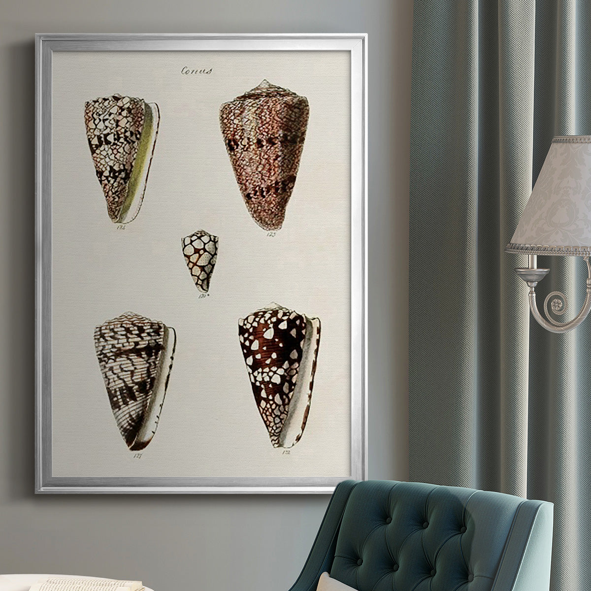 Cone Shell Collection III - Modern Framed Canvas Print