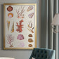 Coral & Shell Collage II -  Framed Canvas Print