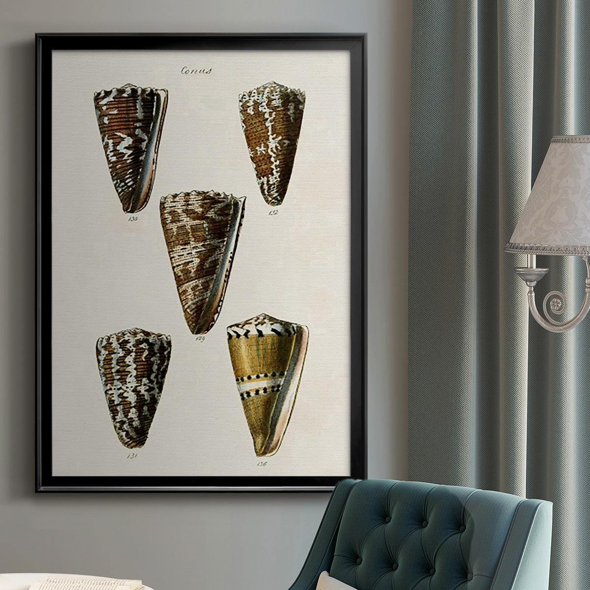 Cone Shell Collection V - Modern Framed Canvas Print