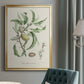 Antique Almond Botanical IV - Modern Framed Canvas Print