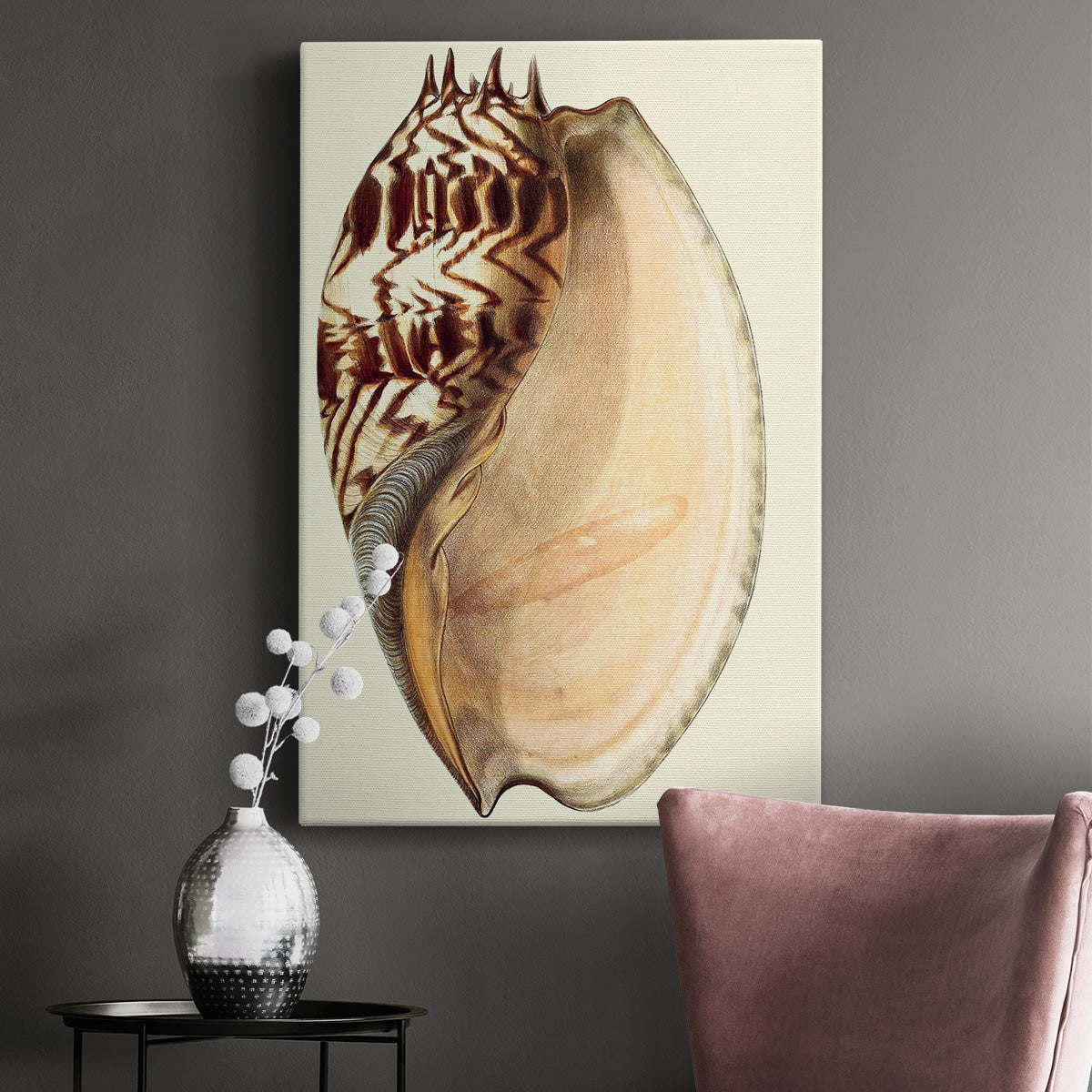 Splendid Shells II Premium Gallery Wrapped Canvas - Ready to Hang