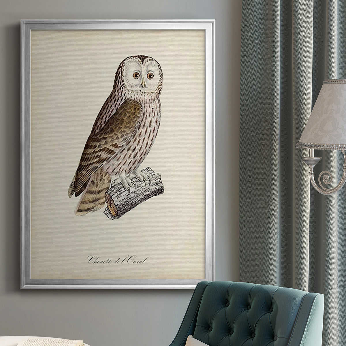 French Owls V - Modern Framed Canvas Print