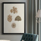 Knorr Shells & Coral VIII - Modern Framed Canvas Print