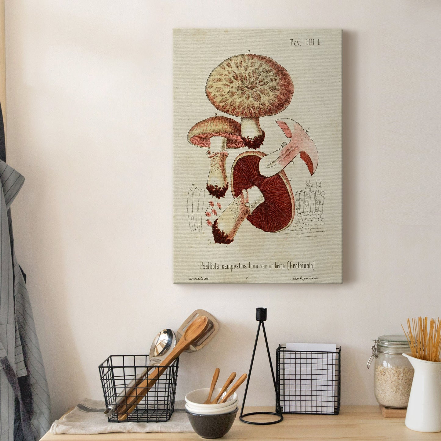 Mushroom Varieties II Premium Gallery Wrapped Canvas - Ready to Hang