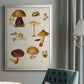 Mushroom Species II - Modern Framed Canvas Print