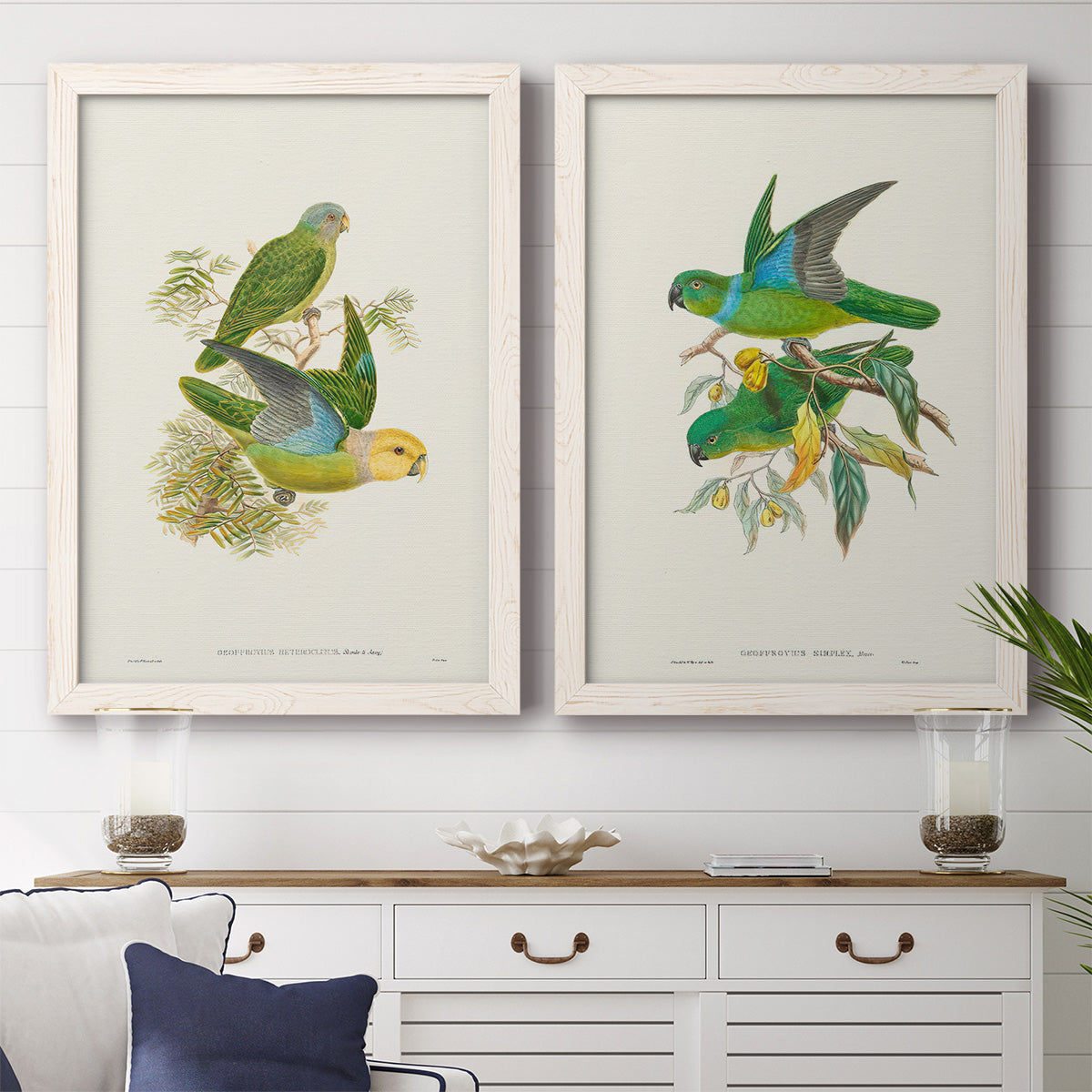 Lime & Cerulean Parrots I - Barnwood Framed Canvas Set