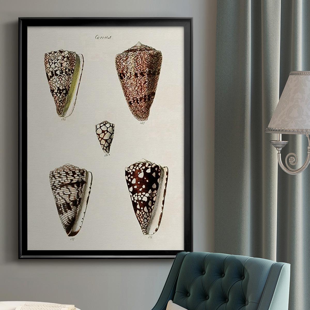 Cone Shell Collection III - Modern Framed Canvas Print