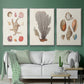 Knorr Shells & Coral I - Framed Premium Gallery Wrapped Canvas L Frame 3 Piece Set - Ready to Hang