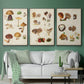 Mushroom Species I - Floater Framed Canvas Set