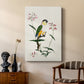 Black-Headed Parrot (Psittacus melanocephalus), 1796 - Canvas Art Print
