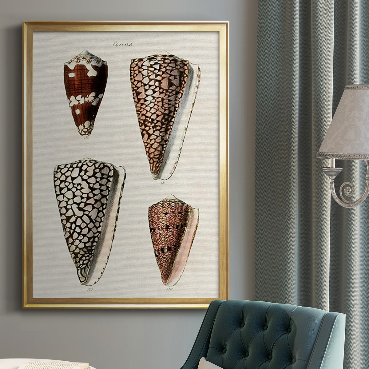 Cone Shell Collection I - Modern Framed Canvas Print