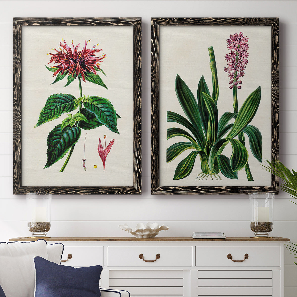 Set of two black barnwood framed canvas prints depicting a coordinated art pair of colorful flowering plant specimens rendered as antique botanical plate illustrations above a dining room sideboard.
