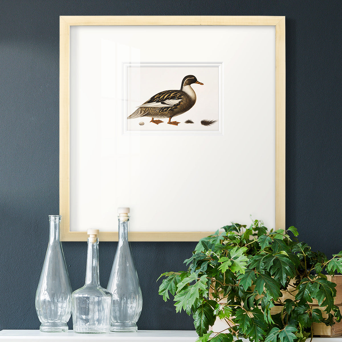 Golden Mallard Premium Framed Print Double Matboard