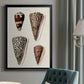 Cone Shell Collection I - Modern Framed Canvas Print