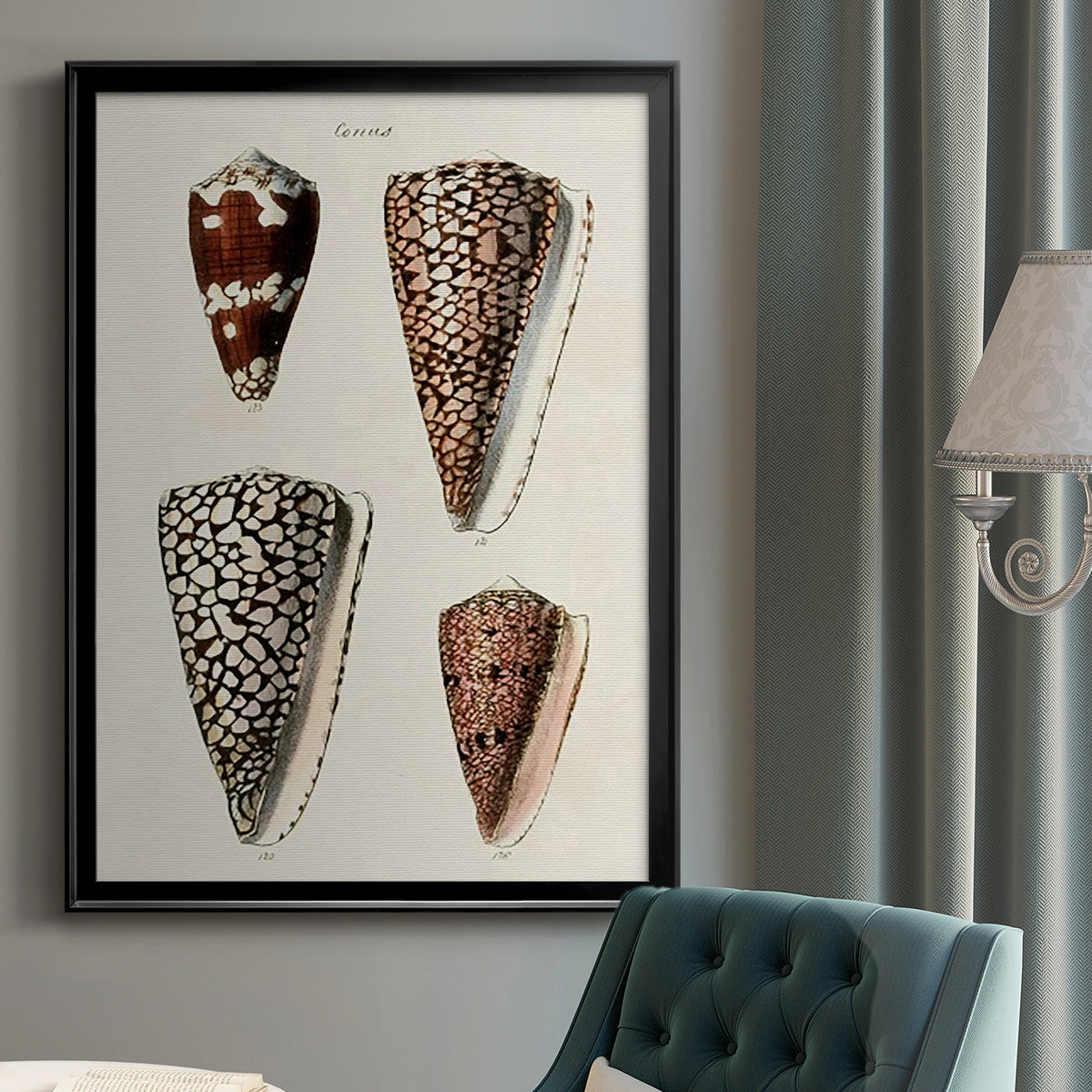 Cone Shell Collection I - Modern Framed Canvas Print