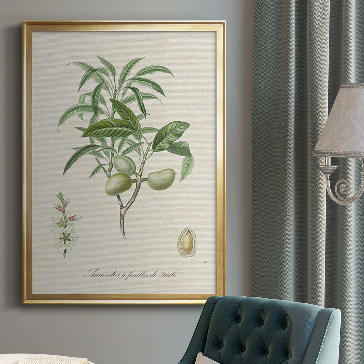 Antique Almond Botanical II - Modern Framed Canvas Print