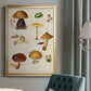Mushroom Species II - Modern Framed Canvas Print