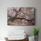 Spring's Arrival - Canvas Art Print