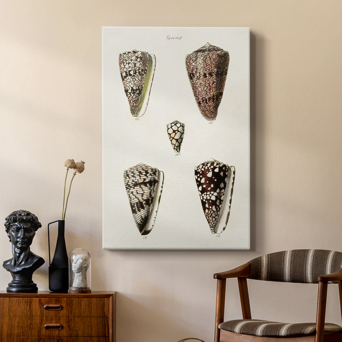 Cone Shell Collection III - Canvas Art Print