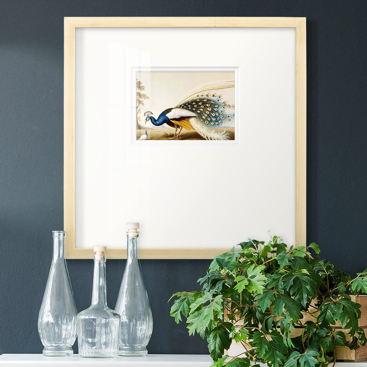 Golden Peacock Premium Framed Print Double Matboard