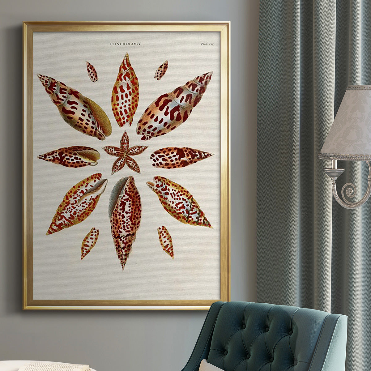 Spiral Shell Formation I - Modern Framed Canvas Print