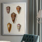Cone Shell Collection VI - Modern Framed Canvas Print