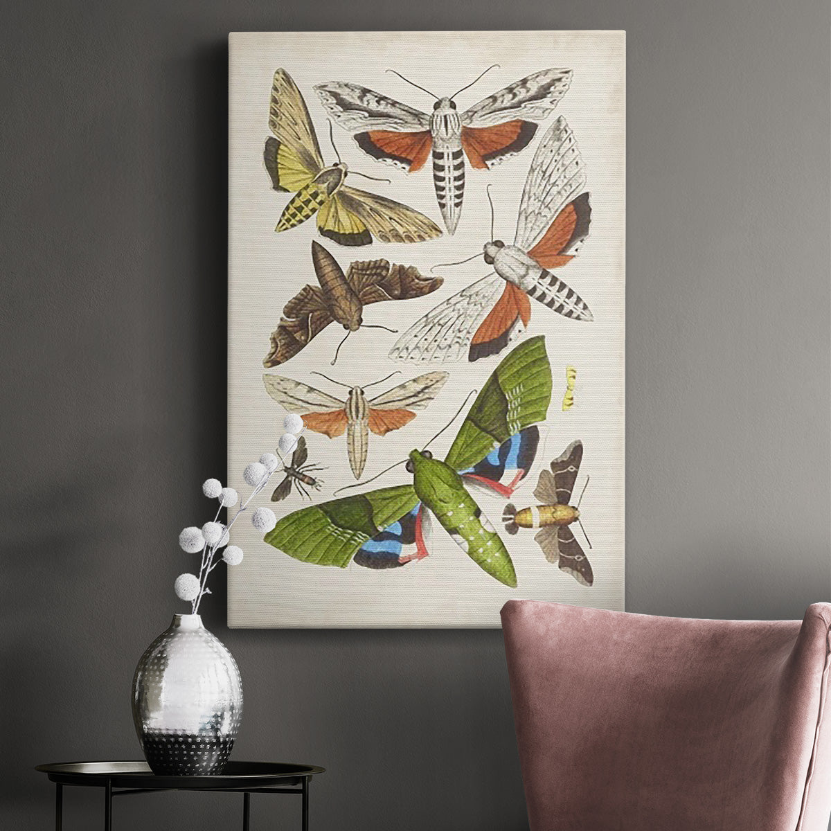 Antique Moths II Premium Gallery Wrapped Canvas - Ready to Hang