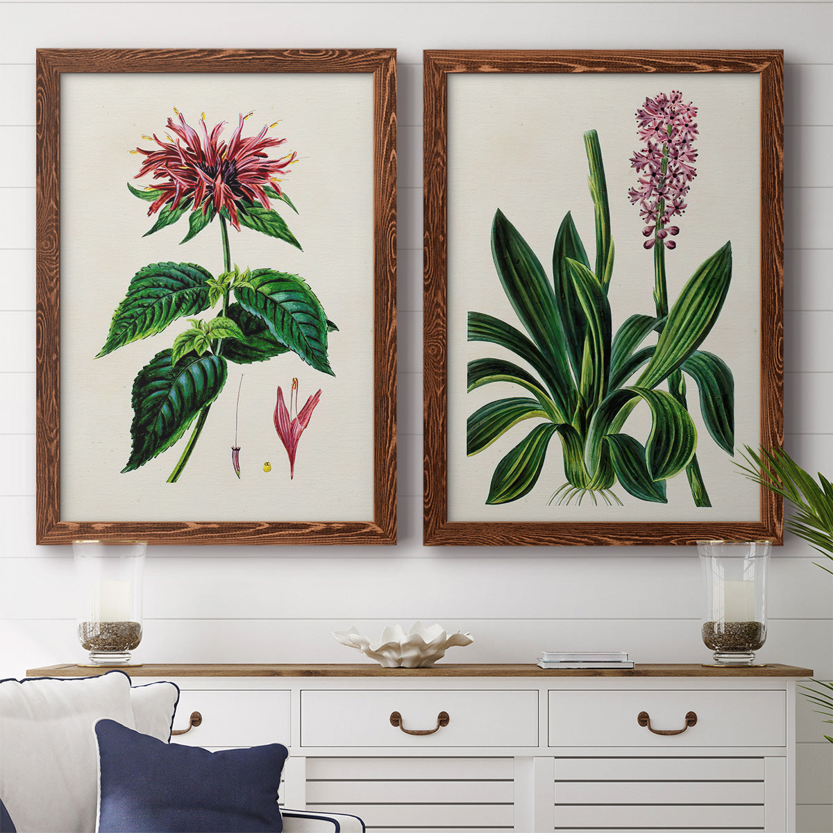 Set of two maple barnwood framed canvas prints depicting a coordinated art pair of colorful flowering plant specimens rendered as antique botanical plate illustrations above a dining room sideboard.