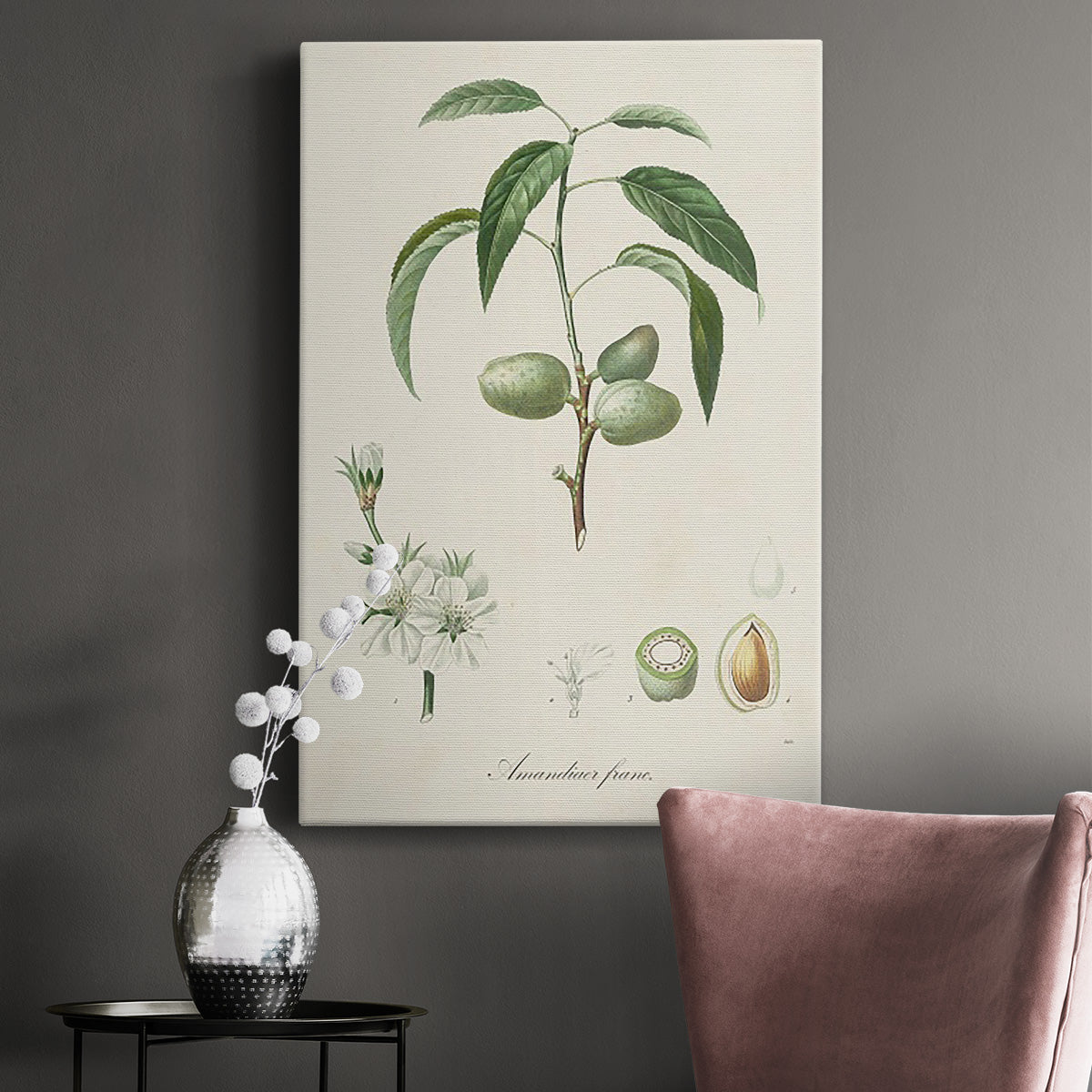 Antique Almond Botanical I Premium Gallery Wrapped Canvas - Ready to Hang