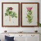 Set of two maple barnwood framed canvas prints depicting a coordinated art pair of pink flowering plant specimens rendered as vintage botanical plate illustrations above a dining room sideboard.