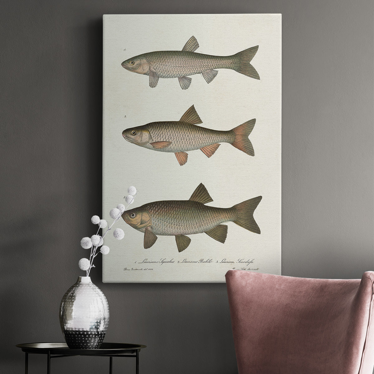 Species of Antique Fish IV Premium Gallery Wrapped Canvas - Ready to Hang