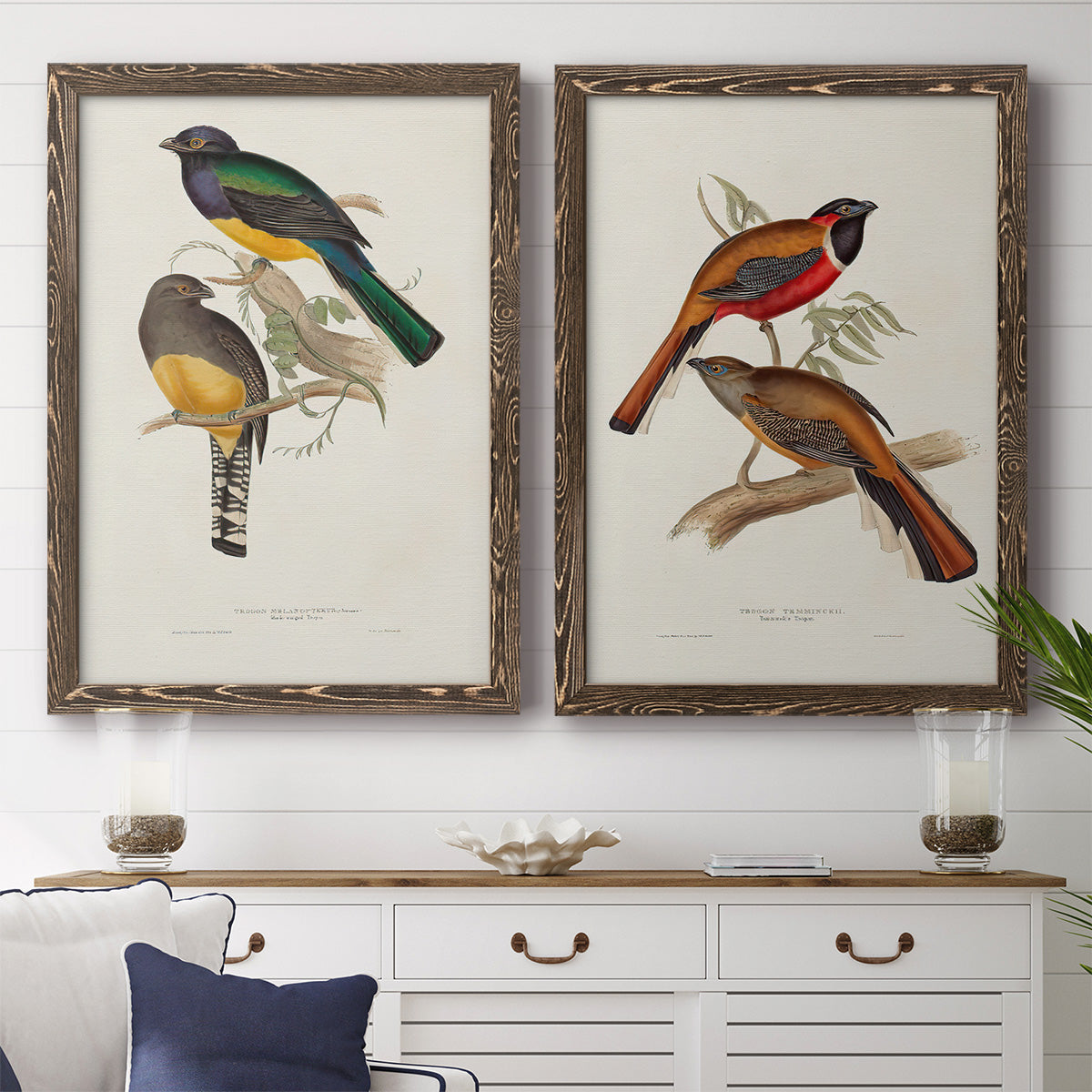 Elegant Trogons III - Premium Framed Canvas 2 Piece Set - Ready to Hang