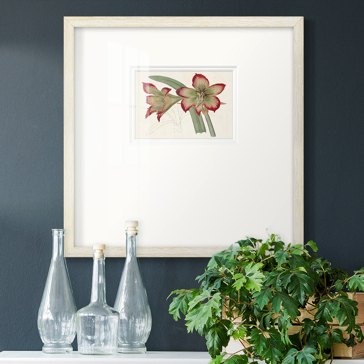 Amaryllis Varietals IV Premium Framed Print Double Matboard