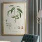 Antique Almond Botanical I - Modern Framed Canvas Print