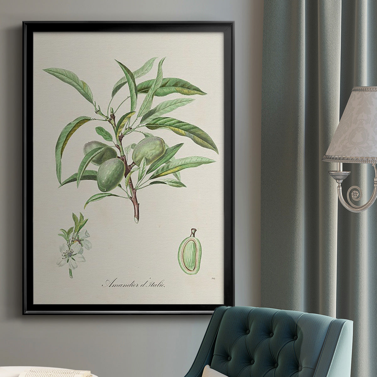 Antique Almond Botanical III - Modern Framed Canvas Print