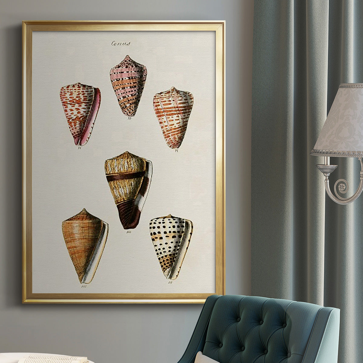 Cone Shell Collection IV - Modern Framed Canvas Print