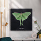 Luna Moth II - Canvas Art Print