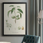 Antique Almond Botanical I - Modern Framed Canvas Print