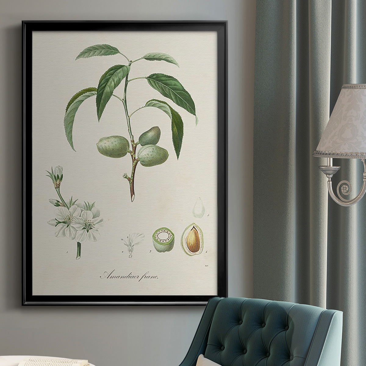 Antique Almond Botanical I - Modern Framed Canvas Print