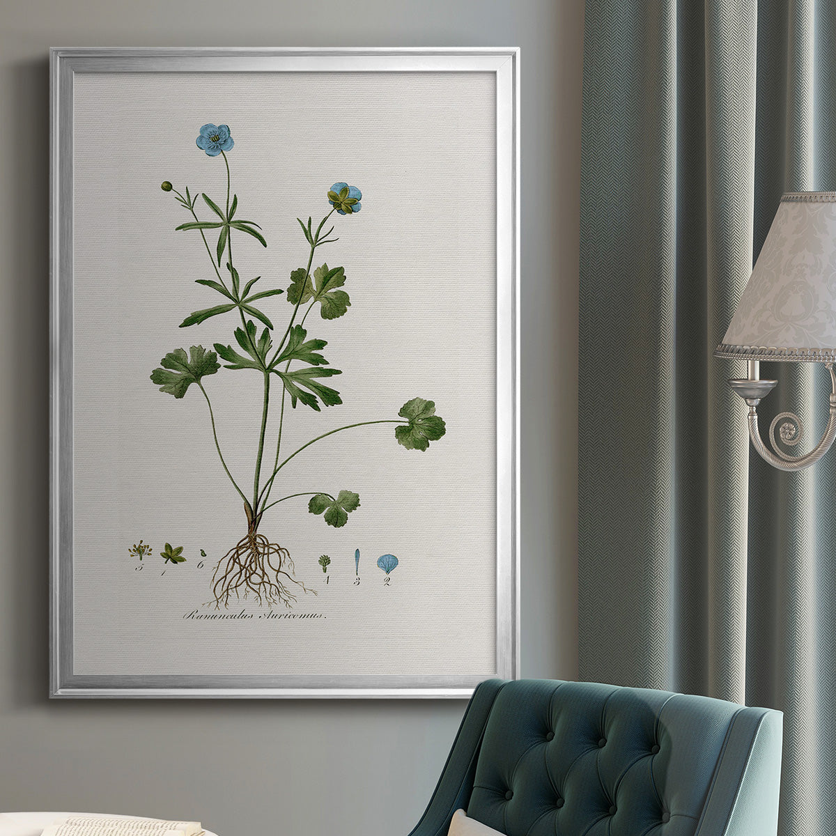 Buttercup Study - Modern Framed Canvas Print