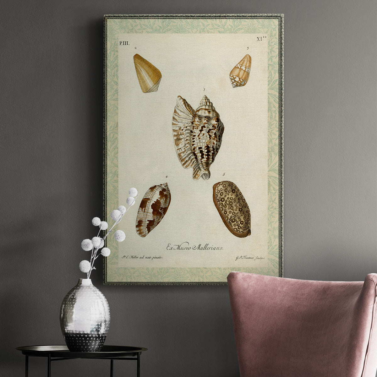 Bookplate Shells II Premium Gallery Wrapped Canvas - Ready to Hang