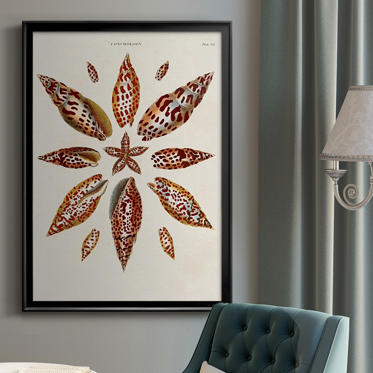 Spiral Shell Formation I - Modern Framed Canvas Print