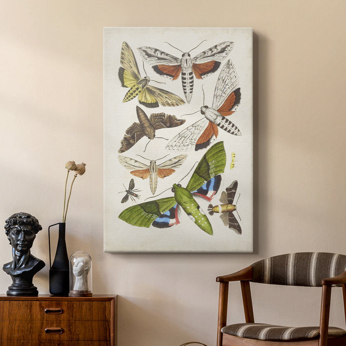 Antique Moths II - Canvas Art Print