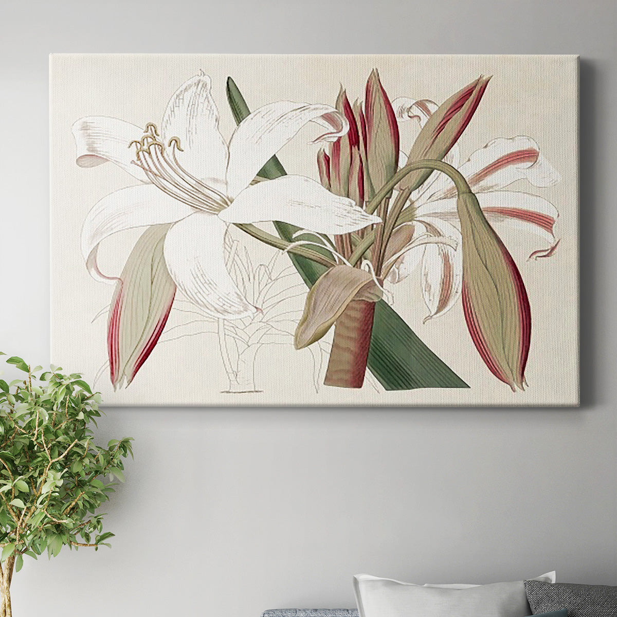 Amaryllis Varietals II Premium Gallery Wrapped Canvas - Ready to Hang