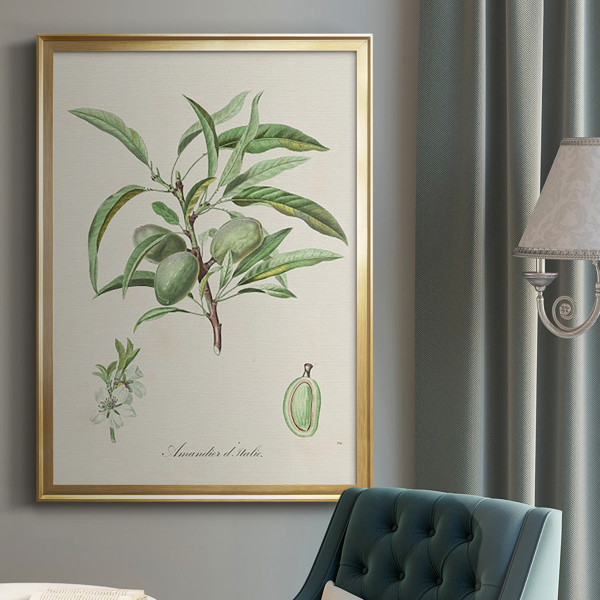 Antique Almond Botanical III - Modern Framed Canvas Print